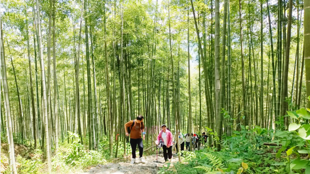 �Ϻ������y�T�S2024��������ŵ�����ͽ����ӣ��D4��